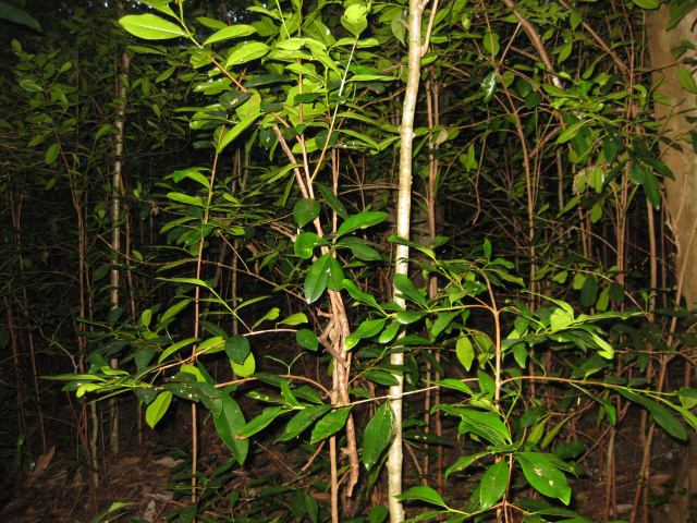 /i/Morne_Daniel_102_acre_3.JPG