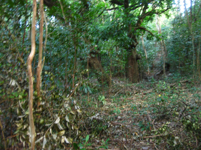 /i/Morne_Daniel_102_acre_5.JPG